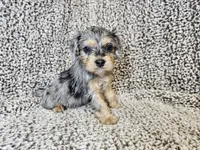 Merlin- blue merle phantom , a male Cavapoo for sale in Bois D Arc, MO – 1 of 10