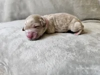 Feyre, a female Schnoodle for sale in Bois D Arc, MO – 7 of 10