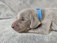 Creek - AKC, a male Weimaraner for sale in Bois D Arc, MO – Photo 10 of 10