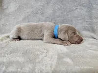 Creek - AKC, a male Weimaraner for sale in Bois D Arc, MO – Photo 9 of 10