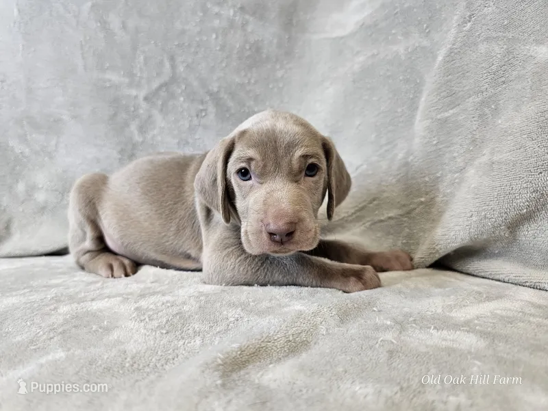 Creek - AKC – Weimaraner puppy on hold in Bois D Arc, MO