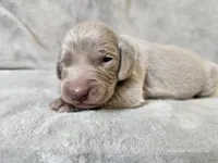 Creek - AKC, a male Weimaraner for sale in Bois D Arc, MO – Photo 5 of 10