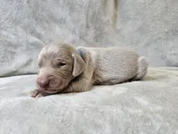 Creek - AKC, a male Weimaraner for sale in Bois D Arc, MO – Photo 7 of 10