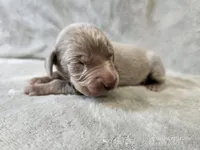 Creek - AKC, a male Weimaraner for sale in Bois D Arc, MO – Photo 2 of 10