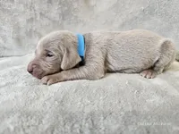 Creek - AKC, a male Weimaraner for sale in Bois D Arc, MO – Photo 4 of 10