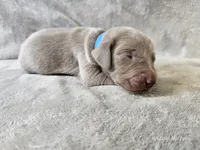 Creek - AKC, a male Weimaraner for sale in Bois D Arc, MO – Photo 1 of 10