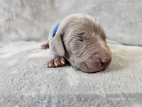 Creek - AKC, a male Weimaraner for sale in Bois D Arc, MO – Photo 6 of 10
