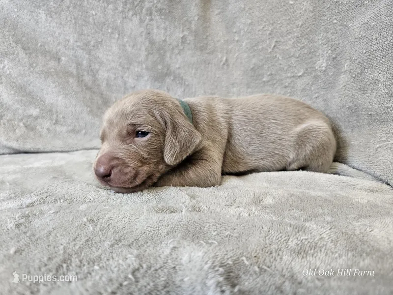 Creek - AKC – Weimaraner puppy for sale in Bois D Arc, MO