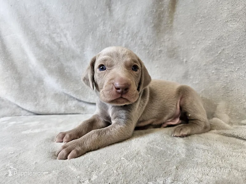 Creek - AKC – Weimaraner puppy on hold in Bois D Arc, MO