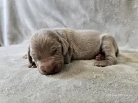 Creek - AKC, a male Weimaraner for sale in Bois D Arc, MO – Photo 8 of 10