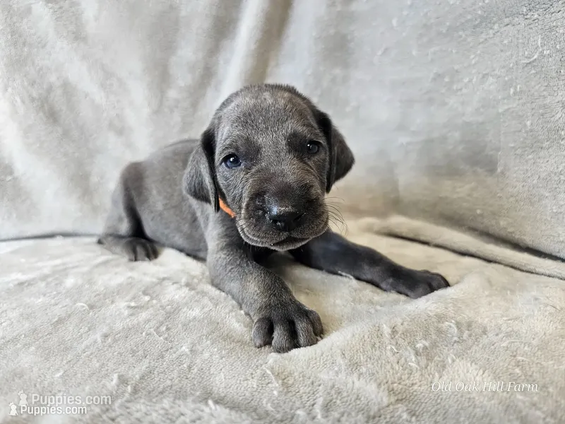 Kobalt- AKC – Weimaraner puppy for sale in Bois D Arc, MO
