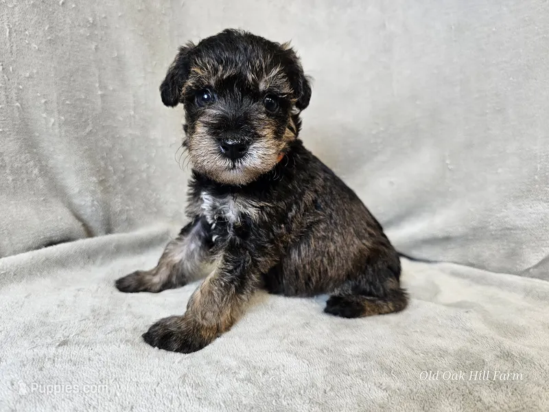 Cassian – Schnoodle puppy for sale in Bois D Arc, MO