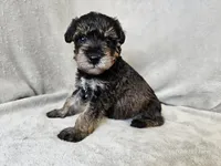 Cassian, a male Schnoodle for sale in Bois D Arc, MO – 1 of 10