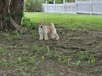 Anne - AKC, a female Poodle - Miniature  for sale in Bois D Arc, MO – 8 of 10