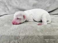 Yeti, a male Bichpoo for sale in Bois D Arc, MO – 9 of 10