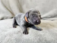Monty - AKC, a male Weimaraner for sale in Bois D Arc, MO – 2 of 10