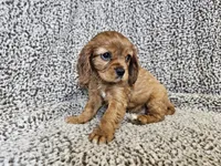 Duchess - FULL AKC, a female Cavalier King Charles Spaniel for sale in Bois D Arc, MO – 3 of 10