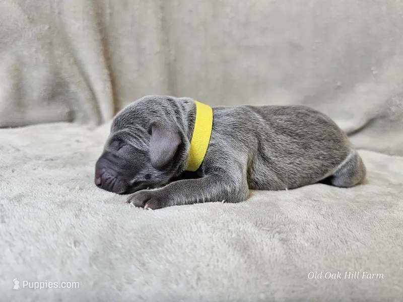 Macy - AKC – Weimaraner puppy for sale in Bois D Arc, MO