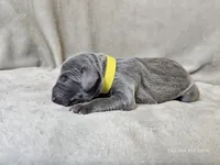 Macy - AKC, a female Weimaraner for sale in Bois D Arc, MO – 1 of 10
