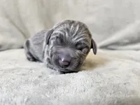 Marley - AKC, a male Weimaraner for sale in Bois D Arc, MO – 7 of 10