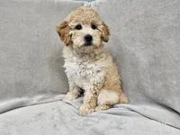 Anne - AKC, a female Poodle - Miniature  for sale in Bois D Arc, MO – 3 of 10