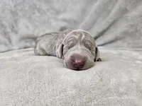 Suri - AKC, a female Weimaraner for sale in Bois D Arc, MO – 6 of 10