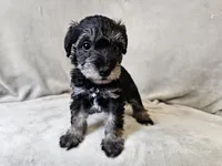 Rhysand, a male Schnoodle for sale in Bois D Arc, MO – 9 of 10