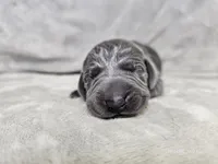 Skye - AKC, a female Weimaraner for sale in Bois D Arc, MO – 9 of 10