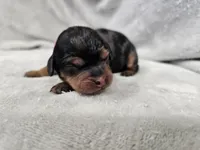 Runa - Blue Merle Phantom, a female Cavapoo for sale in Bois D Arc, MO – 9 of 10