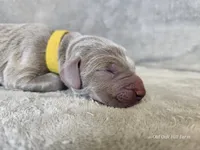 Krescent- AKC, a female Weimaraner for sale in Bois D Arc, MO – 6 of 10