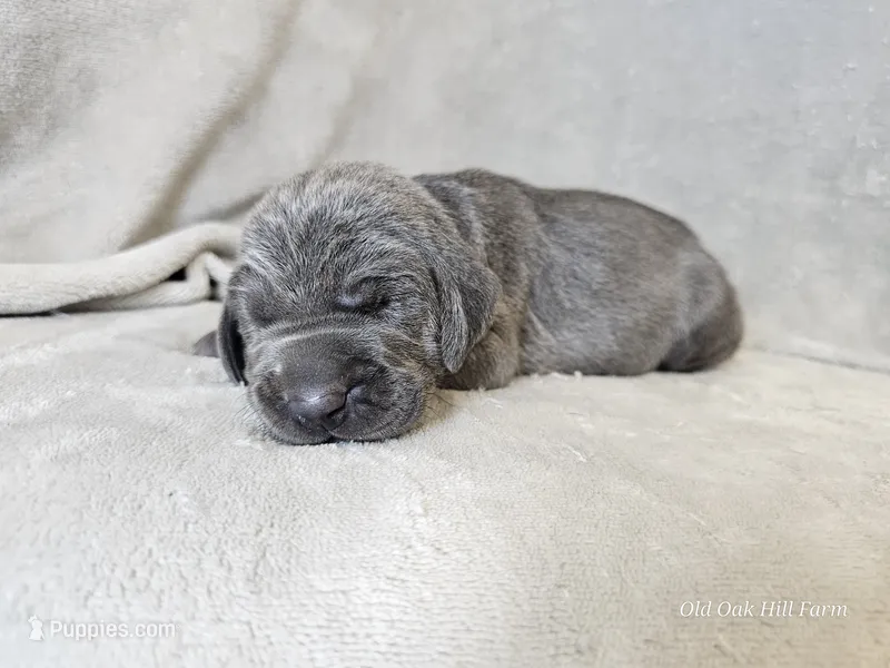 Khaizer - AKC – Weimaraner puppy for sale in Bois D Arc, MO
