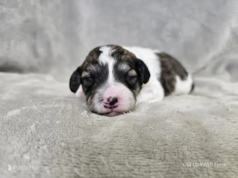 Suki – Poochon puppy on hold in Bois D Arc, MO