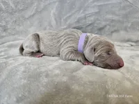 Isla - AKC, a female Weimaraner for sale in Bois D Arc, MO – Photo 7 of 10