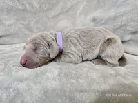 Isla - AKC, a female Weimaraner for sale in Bois D Arc, MO – Photo 5 of 10