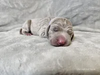Isla - AKC, a female Weimaraner for sale in Bois D Arc, MO – Photo 10 of 10
