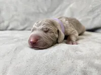 Isla - AKC, a female Weimaraner for sale in Bois D Arc, MO – Photo 2 of 10