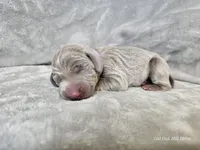 Isla - AKC, a female Weimaraner for sale in Bois D Arc, MO – Photo 8 of 10