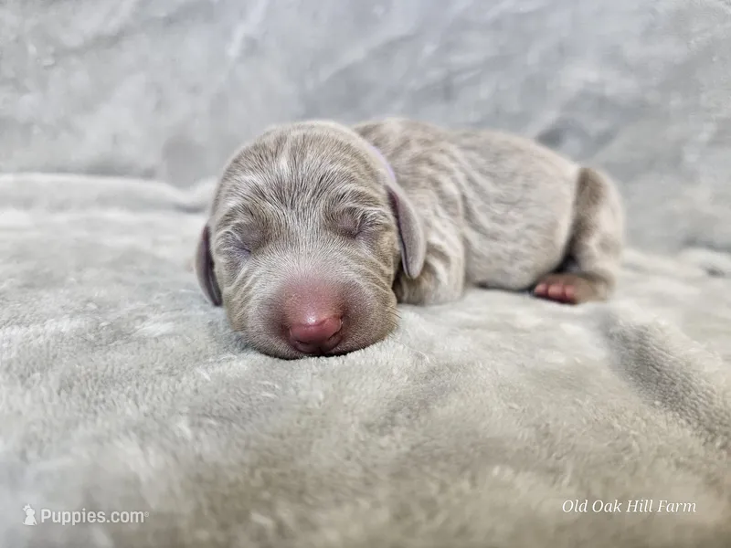 Isla - AKC – Weimaraner puppy for sale in Bois D Arc, MO