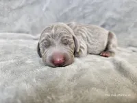 Isla - AKC, a female Weimaraner for sale in Bois D Arc, MO – Photo 1 of 10