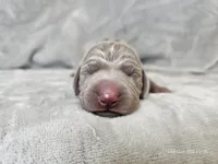 Isla - AKC, a female Weimaraner for sale in Bois D Arc, MO – Photo 9 of 10