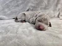Isla - AKC, a female Weimaraner for sale in Bois D Arc, MO – Photo 3 of 10