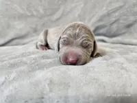 Isla - AKC, a female Weimaraner for sale in Bois D Arc, MO – Photo 6 of 10