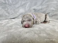 Isla - AKC, a female Weimaraner for sale in Bois D Arc, MO – Photo 4 of 10