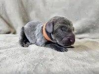 Monty - AKC, a male Weimaraner for sale in Bois D Arc, MO – 8 of 10
