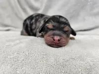 Rielle- Blue Merle Phantom, a female Cavapoo for sale in Bois D Arc, MO – 10 of 10