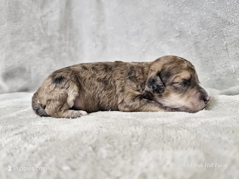 Mosaic – Poochon puppy for sale in Bois D Arc, MO