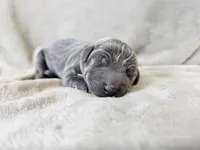 Mickey - AKC, a male Weimaraner for sale in Bois D Arc, MO – 2 of 10
