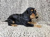 Duke - FULL AKC, a male Cavalier King Charles Spaniel for sale in Bois D Arc, MO – 2 of 10