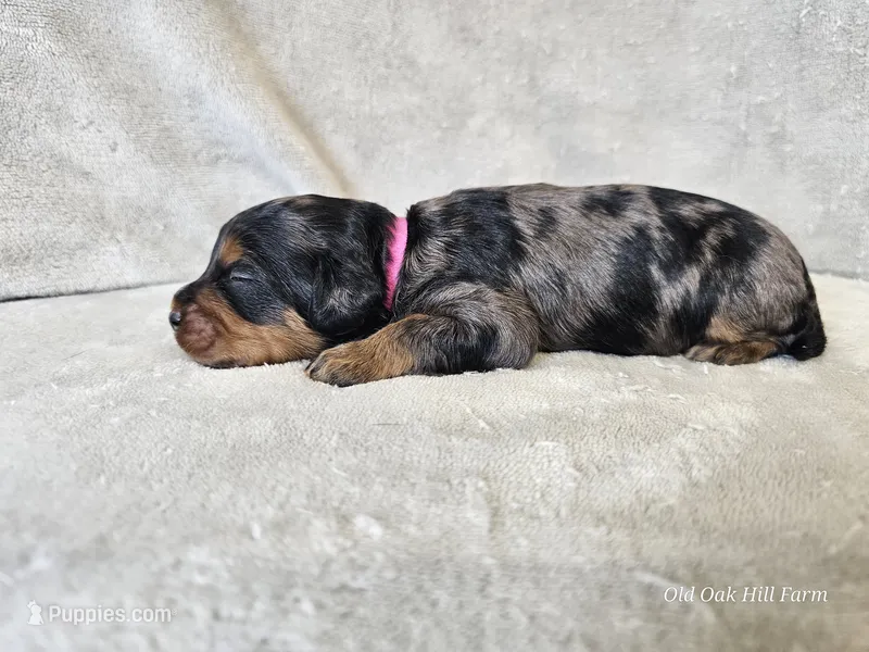 Runa - Blue Merle Phantom – Cavapoo puppy for sale in Bois D Arc, MO