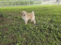 Anne - AKC, a female Poodle - Miniature  for sale in Bois D Arc, MO – 6 of 10